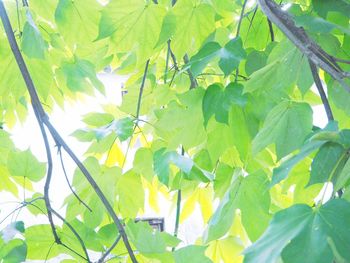 Low angle view of flower tree