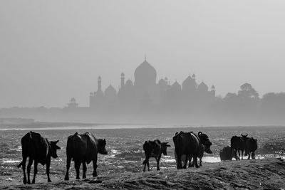 Group of silhouette bulls near tajmahal