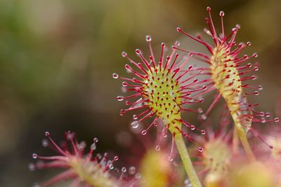 Close-up of pink flower against blurred background