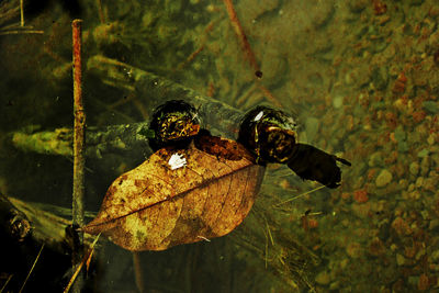 Close-up of insect on leaf during autumn
