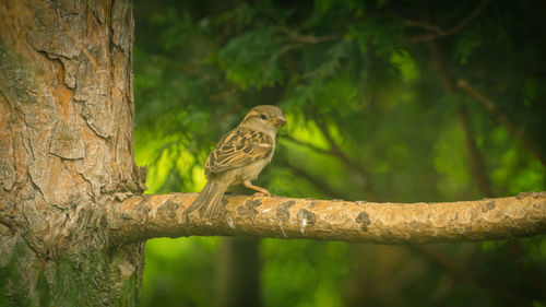 Bird perching on a tree