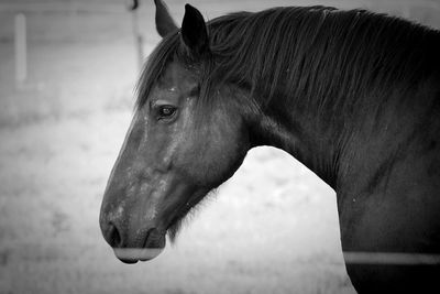 Close-up of horse