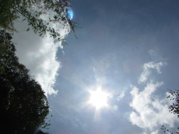 Sun shining through trees