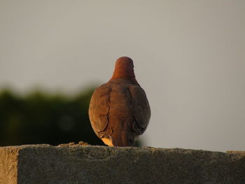 Close-up of bird perching on retaining wall against clear sky