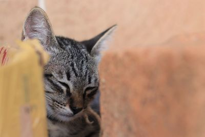 Close-up of cat relaxing outdoors