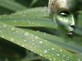 Close-up of wet leaf