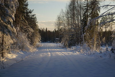 Bare trees on snow covered landscape