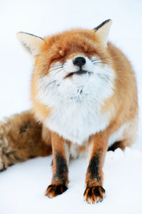 Red fox with eyes closed sitting on snow covered field