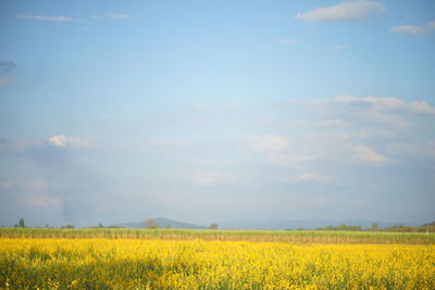 Scenic view of oilseed rape field against sky