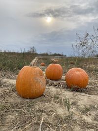 Pumpkins on field against sky during autumn