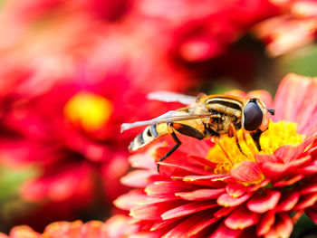 Close-up of insect pollinating on red flower