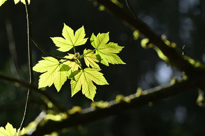 Close-up of sunlit maple leaves on plant with branches