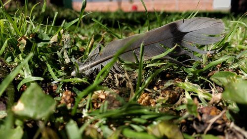 Close-up of snake on grass