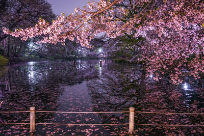 View of cherry blossom from canal