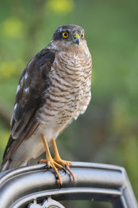 Close-up of owl perching on bicycle