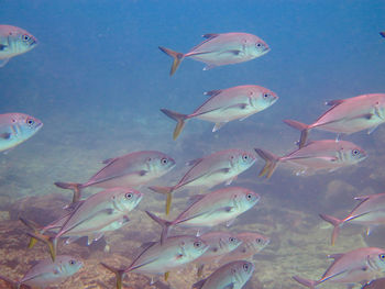 Fish swimming in sea