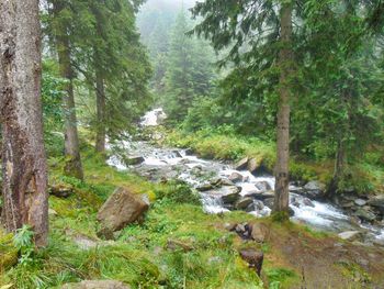 Scenic view of stream amidst trees in forest