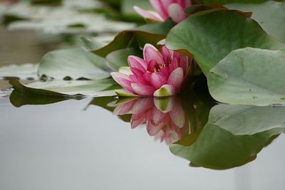 Close-up of pink lotus water lily in lake