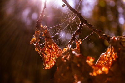 Close-up of spider on web