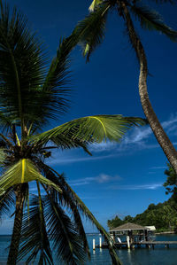 Low angle view of palm trees against blue sky