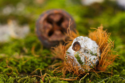 Close-up of turtle on field