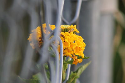 Close-up of yellow flowers on fence