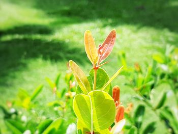 Close-up of plant