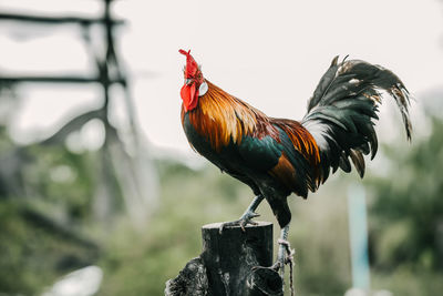 Close-up of rooster