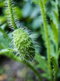 Close-up of green plant