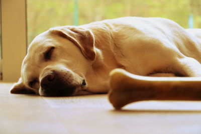 Close-up of dog sleeping