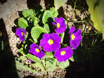 Close-up of purple flowers