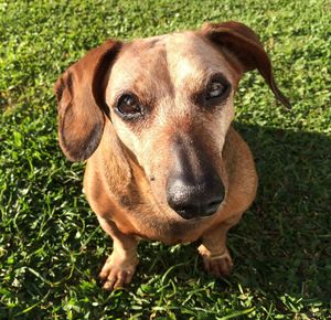 Close-up portrait of dog sitting on grass