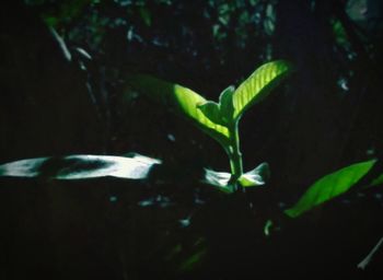 Close-up of leaf floating on water