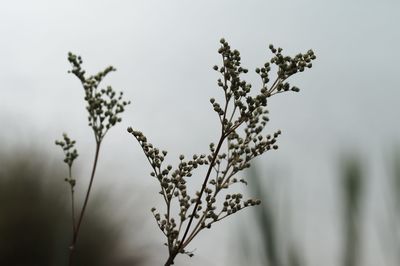 Close-up of flowering plant against sky