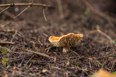 Close-up of a mushrooms on field