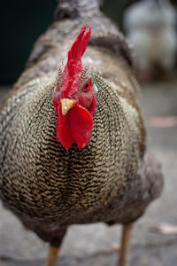 Close-up of a bird