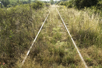 Railroad tracks amidst trees