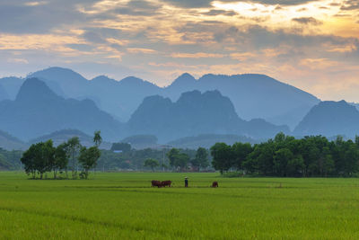 Scenic view of field and mountains against sky