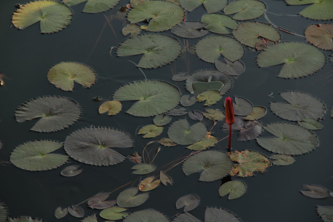 HIGH ANGLE VIEW OF LOTUS WATER LILY LEAVES