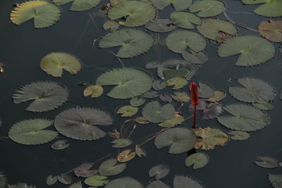 High angle view of water lily on leaves