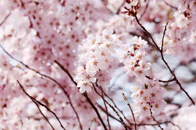 Close-up of cherry blossoms in spring