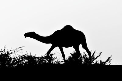 Low angle view of silhouette animal against clear sky