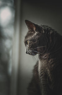 Close-up of a cat looking away