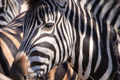 Close-up of zebra