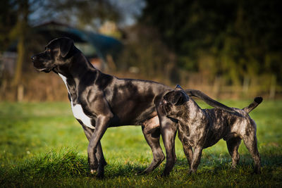 Side view of dog standing on field