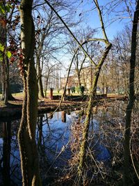 Reflection of trees in water