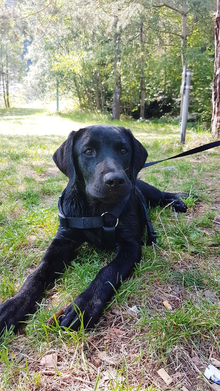 CLOSE-UP PORTRAIT OF BLACK DOG SITTING ON TREE