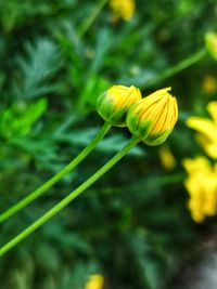 Close-up of yellow flowering plant