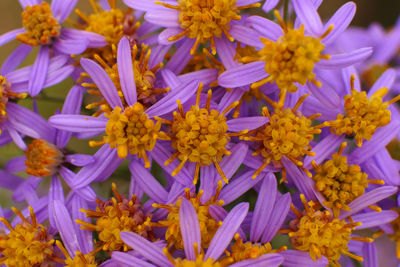 Close-up of fresh purple flowers