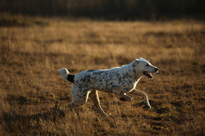 Side view of giraffe running on field